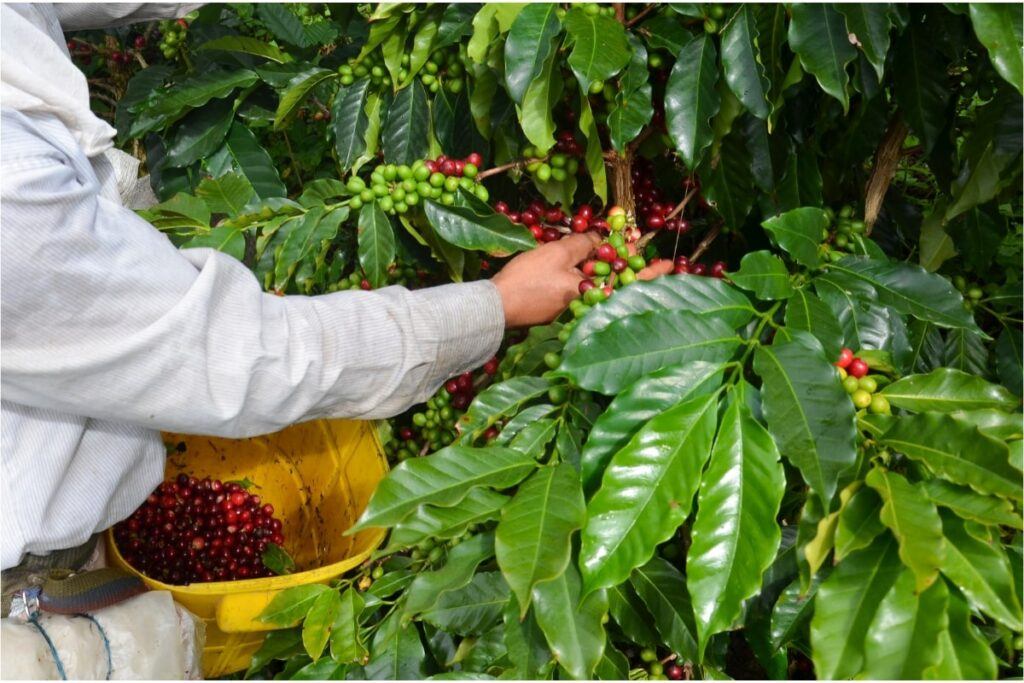 About Sonia — Farmer Harvesting Coffee Beans About Sonia — Farmer Harvesting Coffee Beans