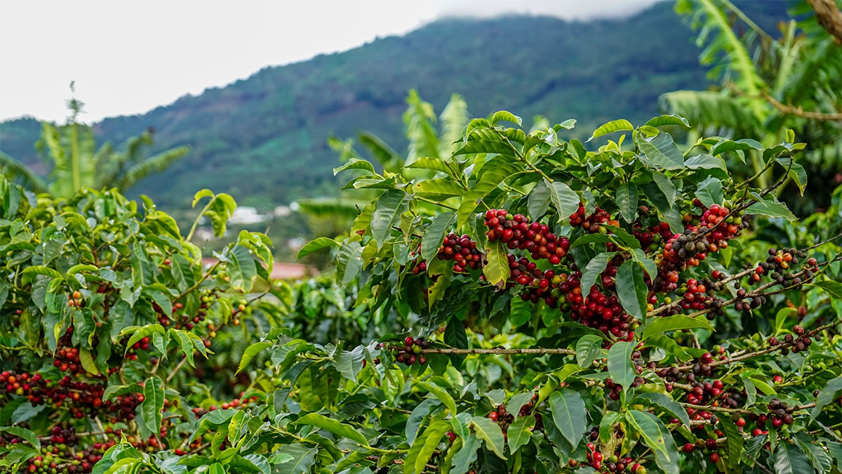 Aroma Expeditions - Coffee Plant Full of Red Coffee Beans in Costa Rica