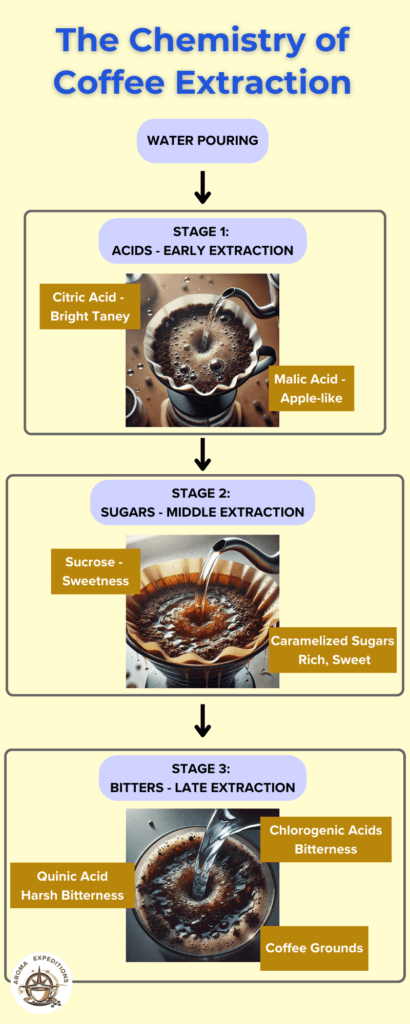 Science Behind Pour-Over Coffee — Chemistry of Coffee Extraction Infographic of Coffee Extraction Stages