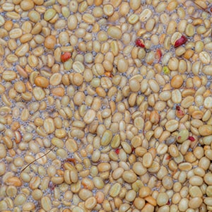 Journey of the Coffee Beans through Wet Processing, Showing Beans Soaking in Water