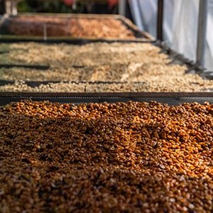 Coffee Beans Drying in the Sun in a Natural Processing Method