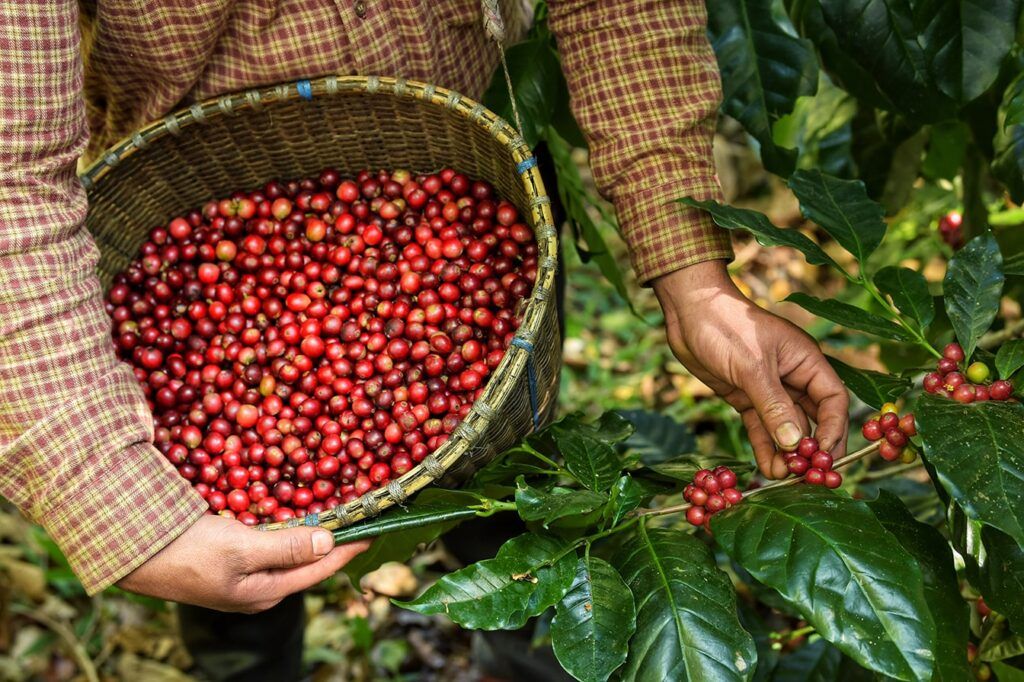 Close-Up of a Farmer’s Hand Placing Ripe Coffee Cherries into a Woven Basket